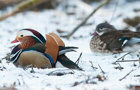 Mandarin Duck