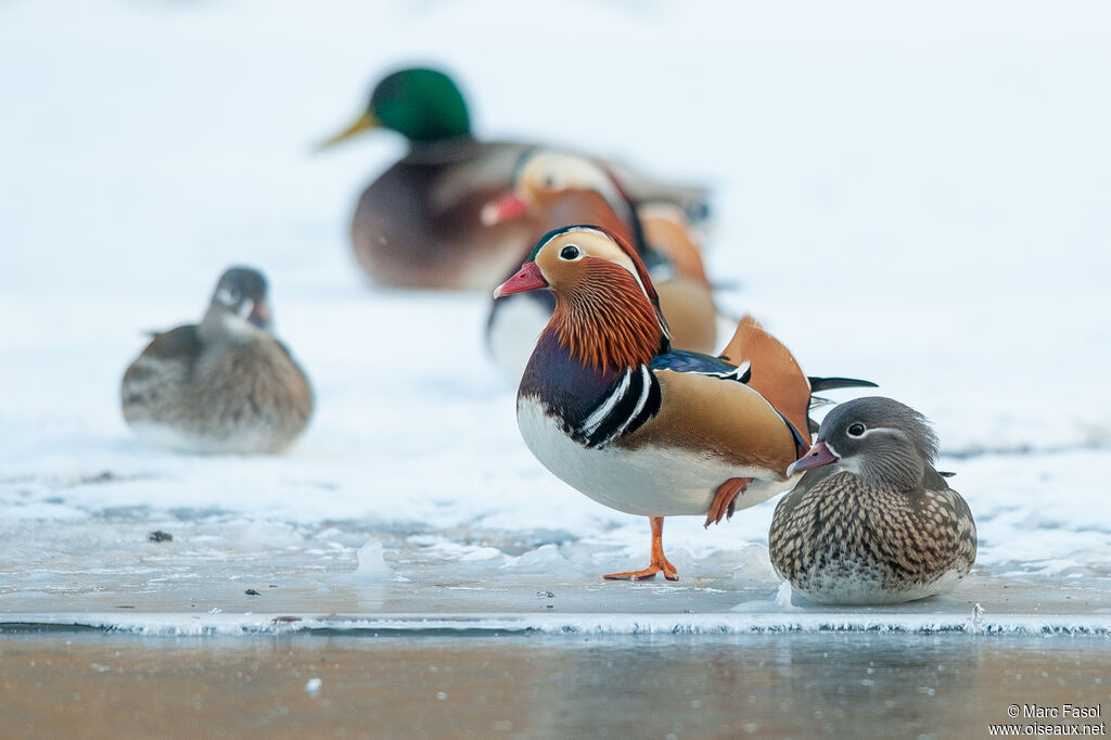 Mandarin Duckadult breeding