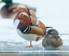 Mandarin Duck