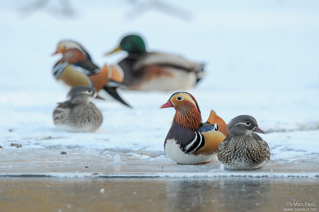 Canard mandarinadulte