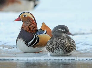 Canard mandarin