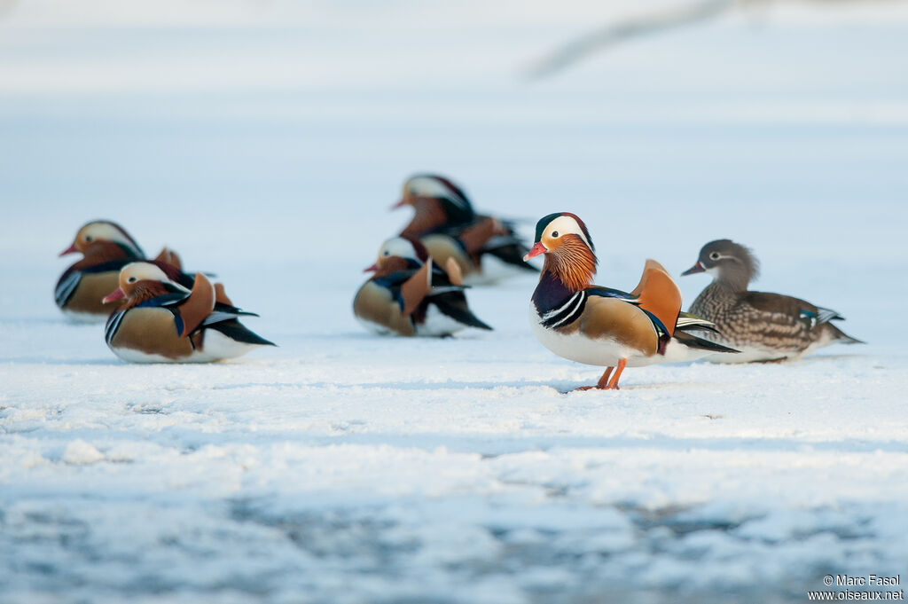 Canard mandarinadulte