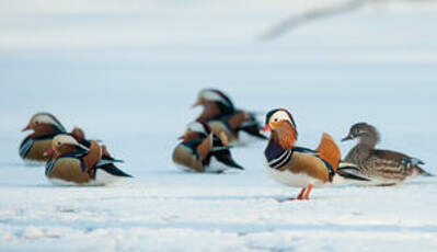 Canard mandarin