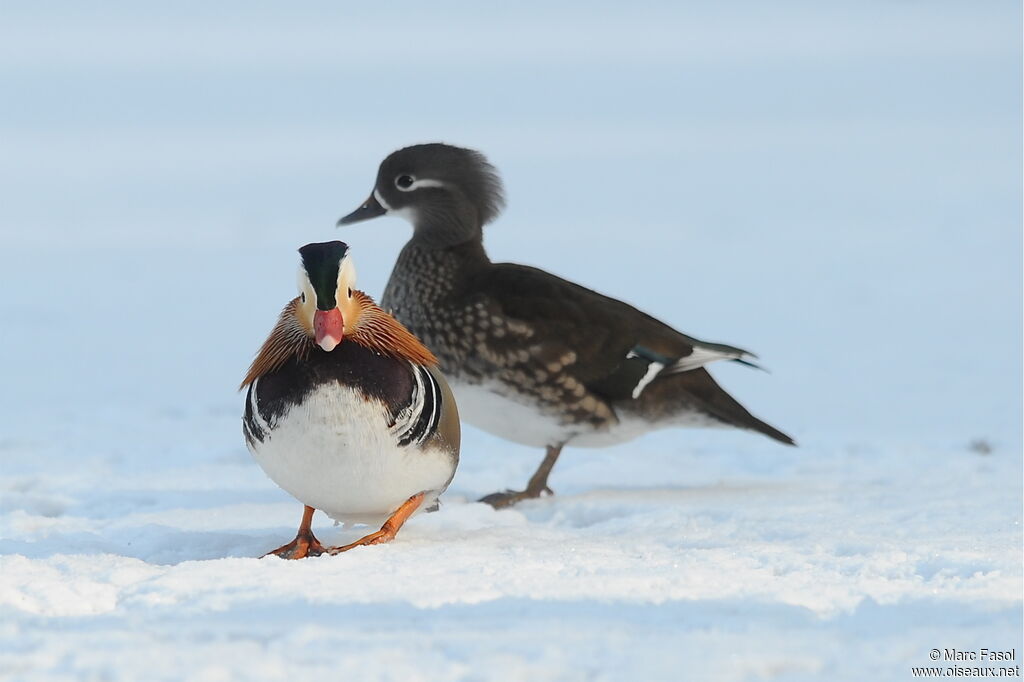 Canard mandarin adulte nuptial, identification