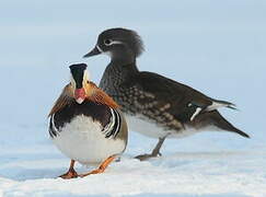 Mandarin Duck