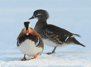 Canard mandarin