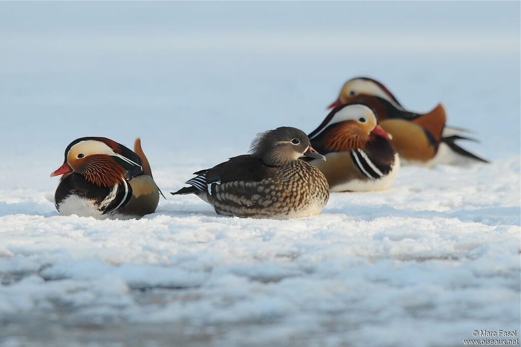 Mandarin Duckadult breeding, identification