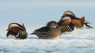 Mandarin Duck