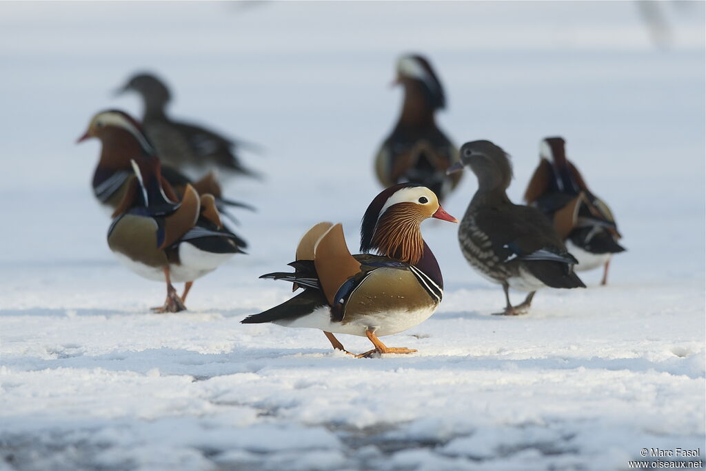 Mandarin Duckadult breeding, identification