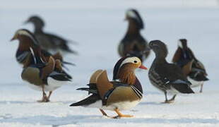 Mandarin Duck