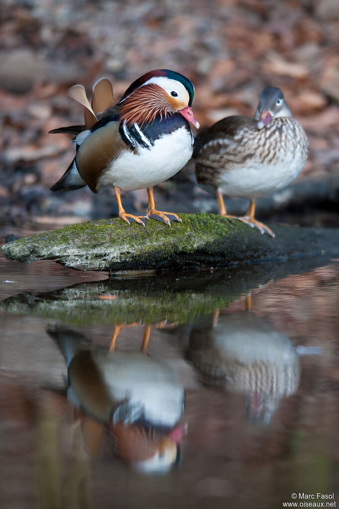 Canard mandarinadulte nuptial