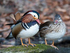 Canard mandarin