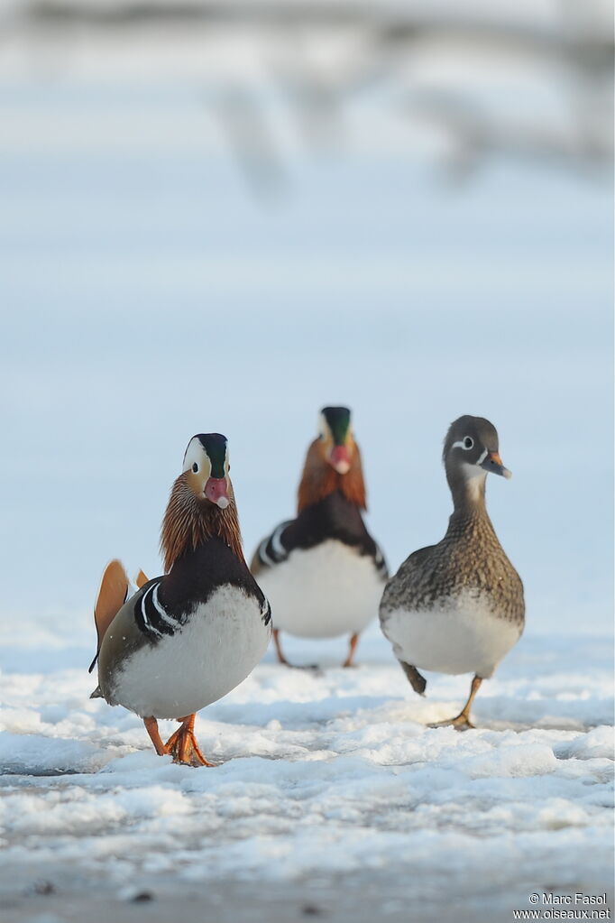 Canard mandarinadulte nuptial, identification