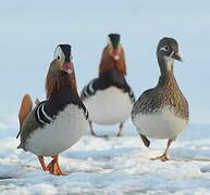 Mandarin Duck