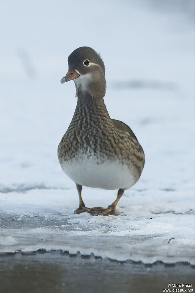 Canard mandarin femelle adulte, identification