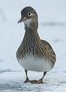 Mandarin Duck