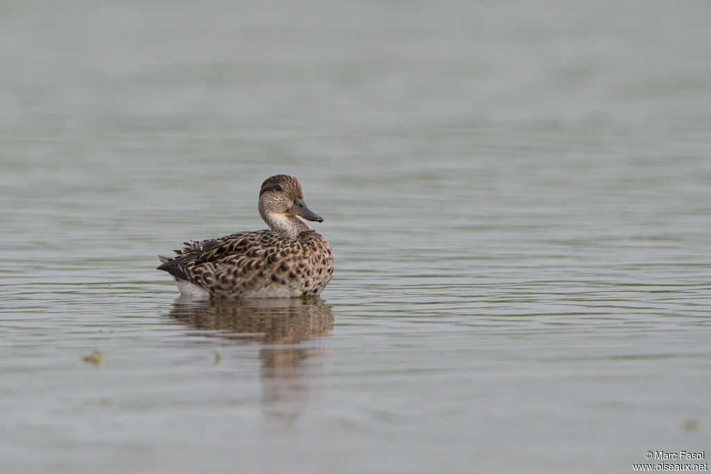 Canard pilet femelle adulte internuptial, identification