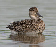 Northern Pintail