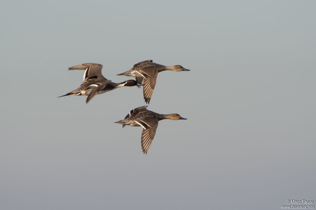 Canard piletadulte nuptial, Vol