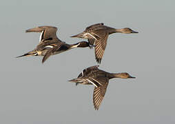 Northern Pintail