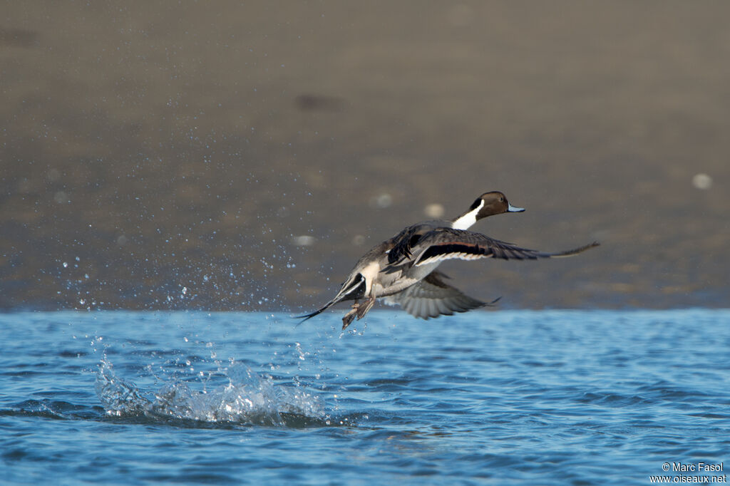 Canard pilet mâle adulte, Vol