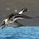 Canard pilet