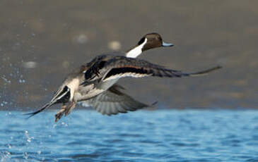 Canard pilet