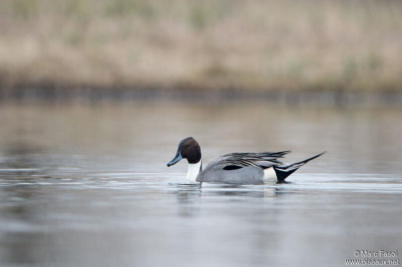Northern Pintail male adult, swimming