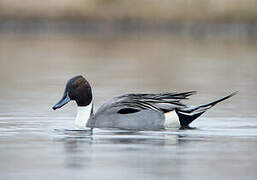 Northern Pintail