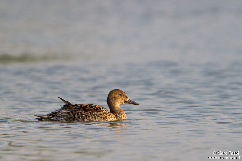 Northern Pintail female adult post breeding, identification