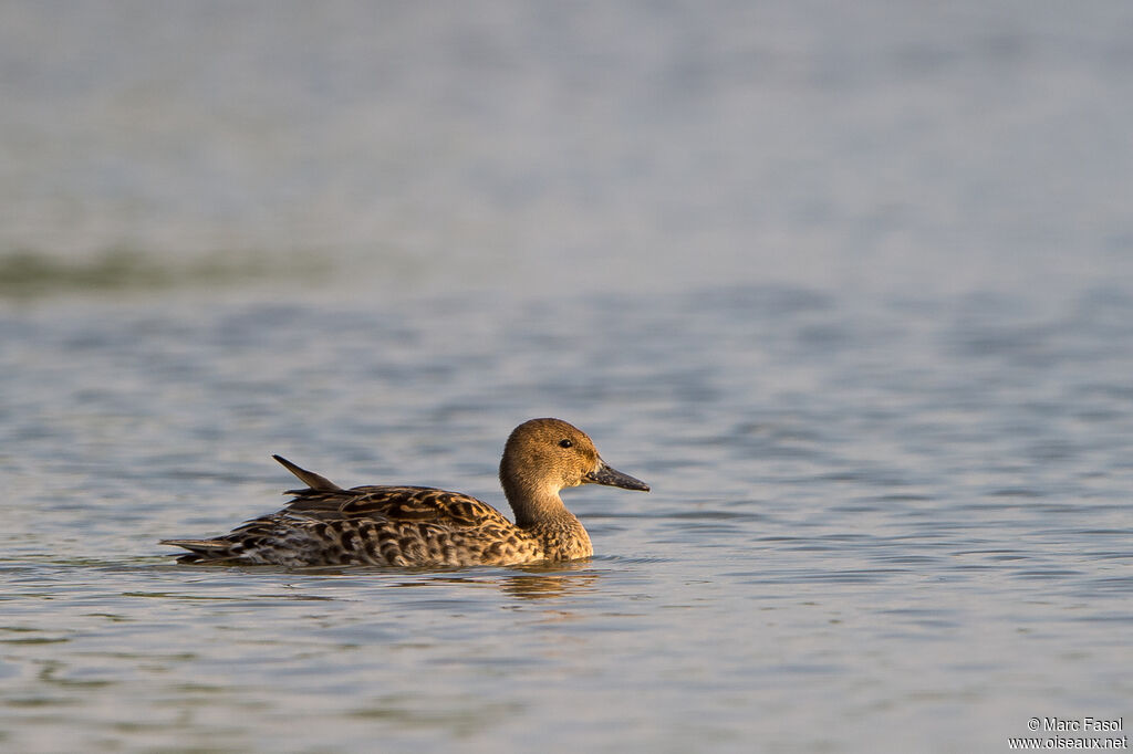 Canard pilet femelle adulte internuptial, identification