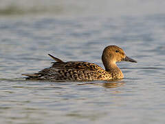 Canard pilet