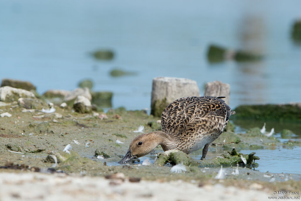 Canard pilet femelle, identification, régime, mange