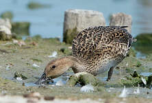 Canard pilet