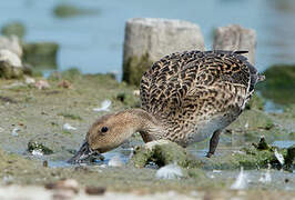 Canard pilet