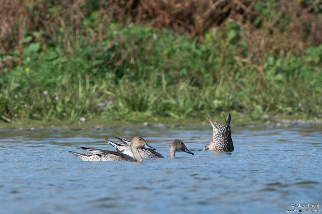 Canard pilet, mue, pêche/chasse