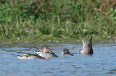 Canard pilet