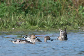 Northern Pintail