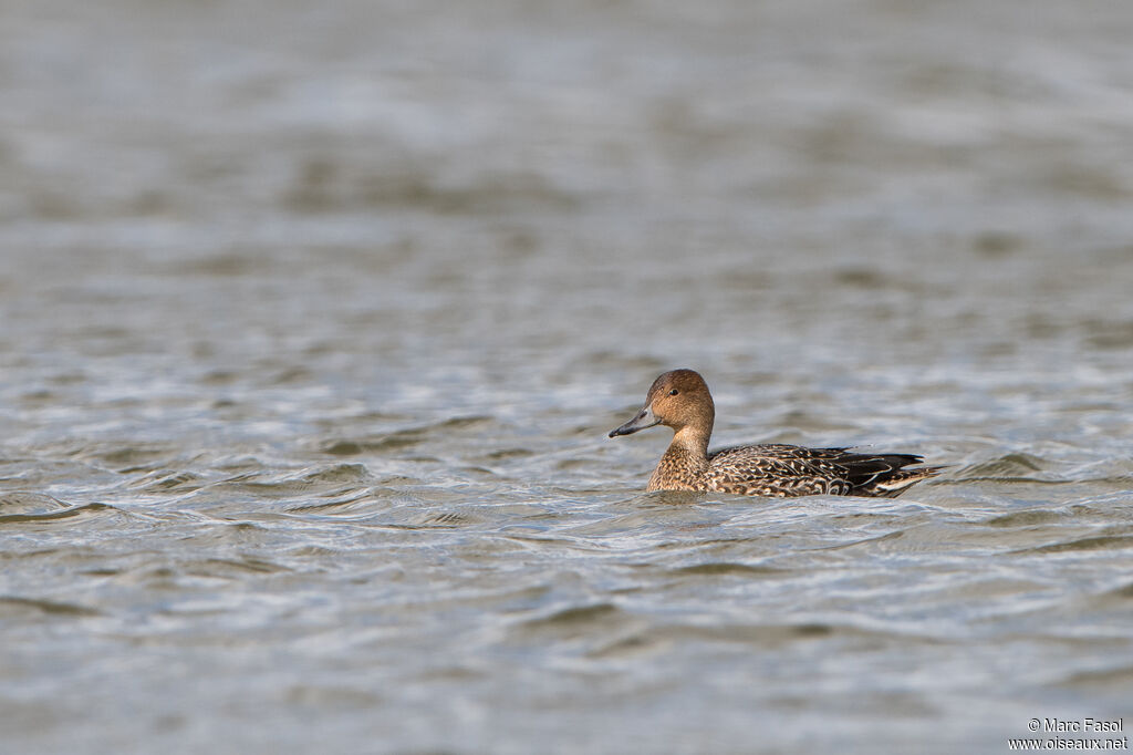 Canard pilet femelle adulte, identification