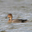 Canard pilet
