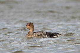 Northern Pintail