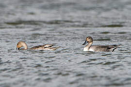 Canard pilet