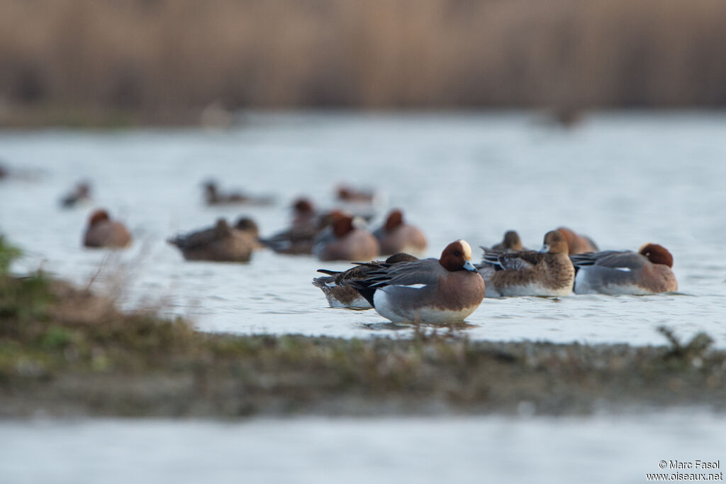 Canard siffleur