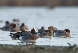 Eurasian Wigeon