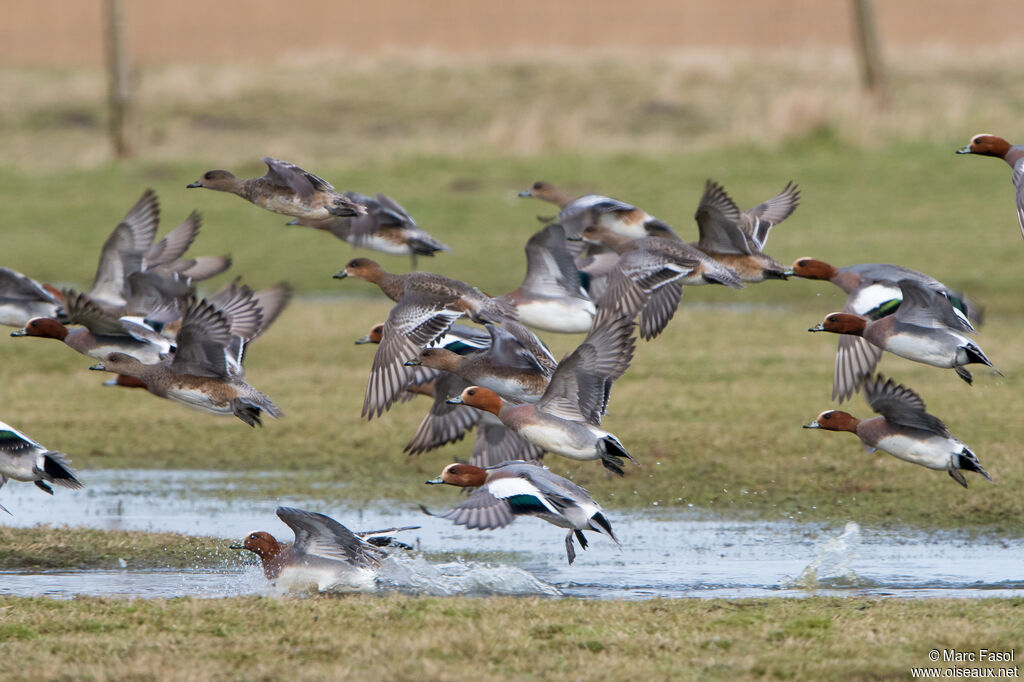 Canard siffleur, Vol