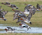 Canard siffleur