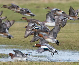 Canard siffleur