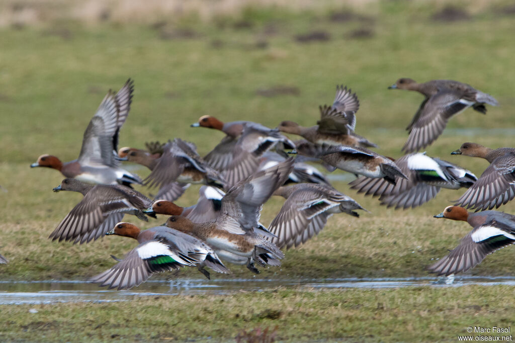 Canard siffleur