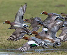 Eurasian Wigeon