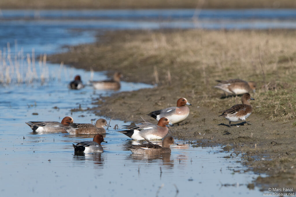 Canard siffleur